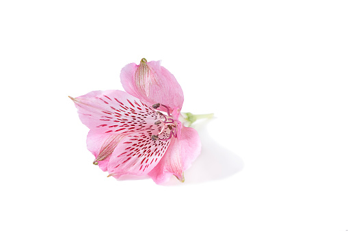 Blooming head of pink astromelia isolated on a white background