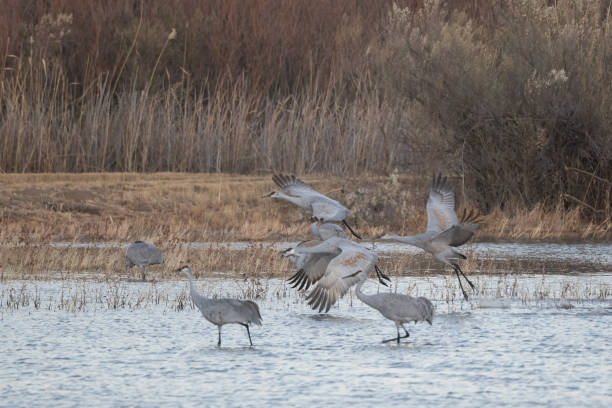 istock Sandhill cranes take flight with autumn leaves in background 1359389181