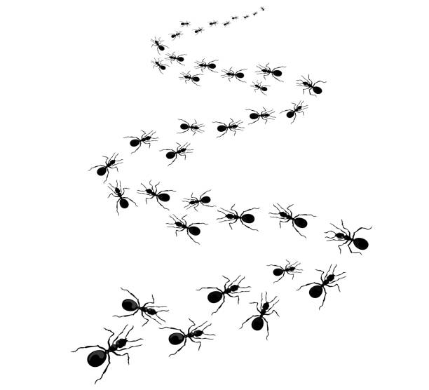 путь муравьев, убегающих вдаль, от большего к меньшему. векторная иллюстрация в плоском мультяшном стиле - anthill stock illustrations