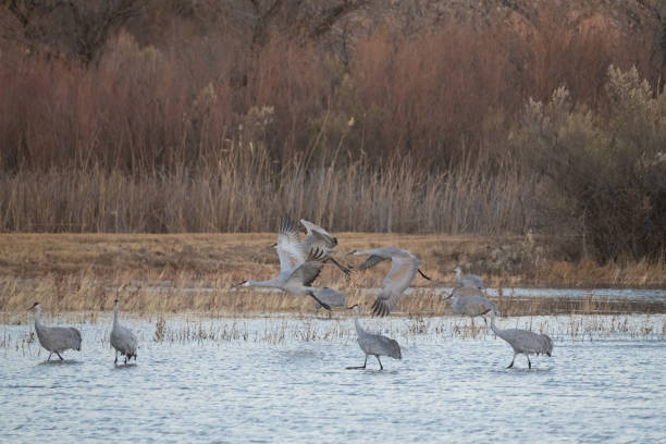 istock Sandhill cranes take flight with autumn leaves in background 1359390402