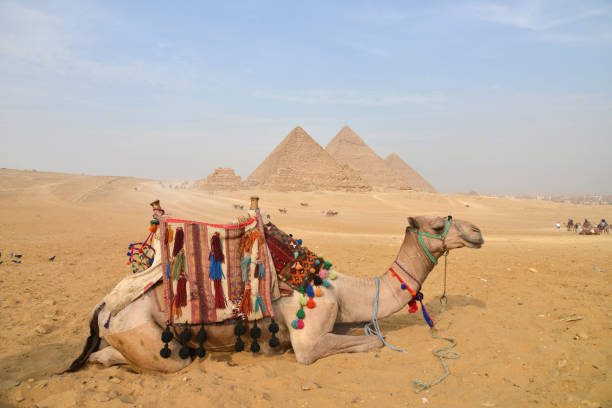 The pyramids at Giza in the desert and camel. Blur Pyramid background. Giza; Egypt: The pyramids at Giza in the desert and camel. pyramid giza pyramids close up egypt stock pictures, royalty-free photos & images