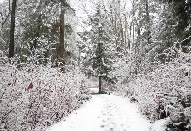 Overnight snow lightly covers a forest trail in Metro Vancouver. Footprints and paw prints wind past trees and bushes in this winter scene.