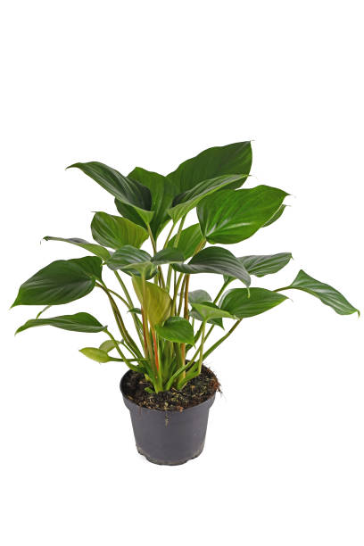 istock Tropical 'Homalomena Rubescens Emerald Gem' houseplant 1359391739