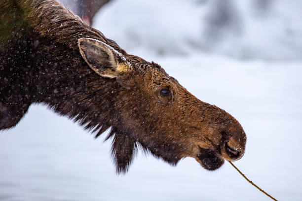 istock Wild moose in Jackson, Wyoming 1359391754