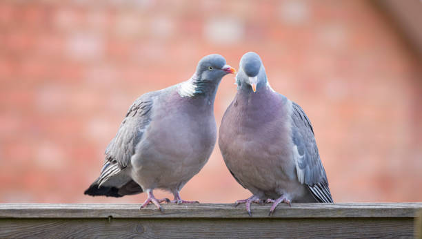 pombos de madeira em um jardim do reino unido - mating ritual - fotografias e filmes do acervo