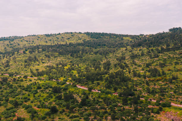 A mountain filled with green grass and trees. Along the mountain there is a walking path.