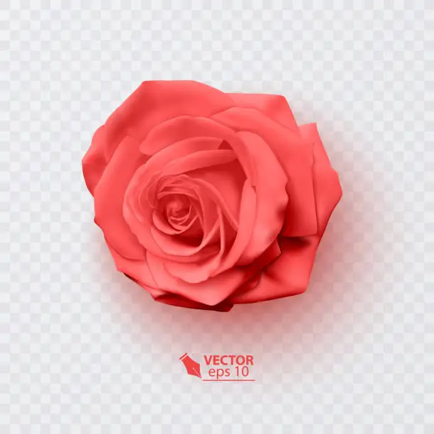 Vector illustration of Red rose with shadow, realistic illustration on transparent background, vector format