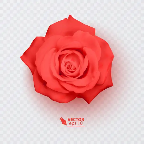 Vector illustration of Red rose with shadow, realistic illustration on transparent background, vector format