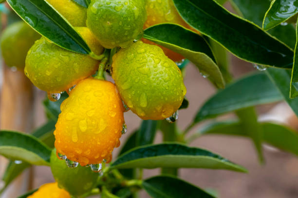 istock Closeup on a group of kumquats with rain drops 1359400123