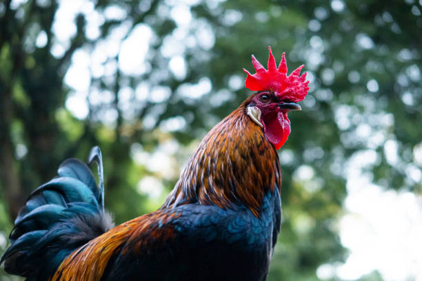 istock Close up of a rooster 1359400687