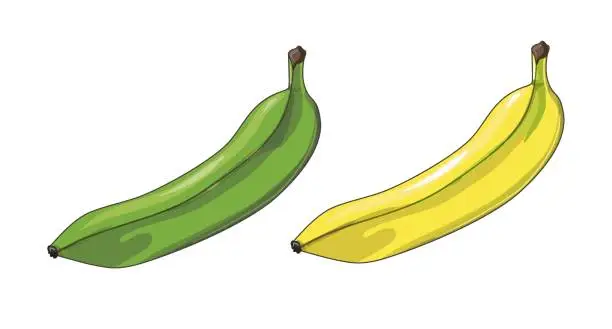 Vector illustration of Set of two bananas. Ripe and unripe bananas. Tropical fruits in cartoon style. Stock vector illustration isolated on a white background.
