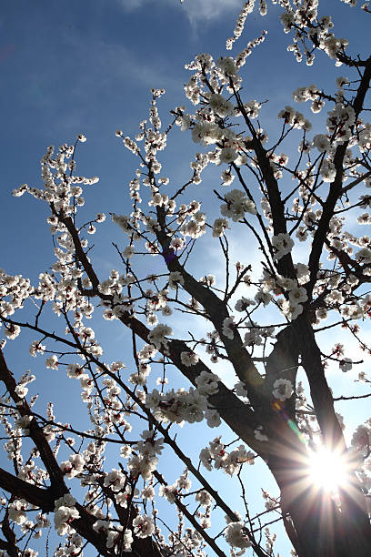 istock almond branch and sunlight 135940370