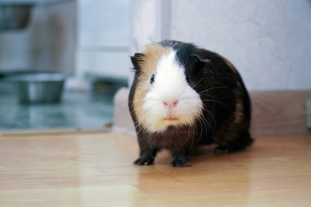 istock the guinea pig walks on the floor. 1359404158