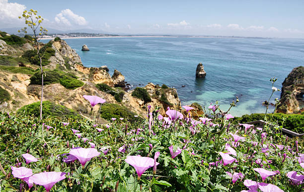 istock flowers by the sea 135940453