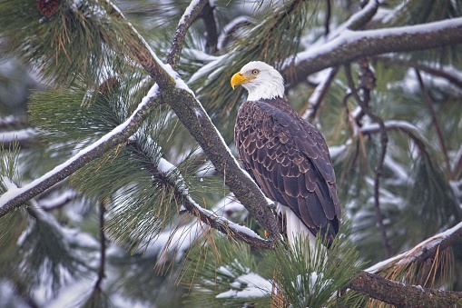 An alert bald eagle is perched on a snow covered branch in north Idaho.