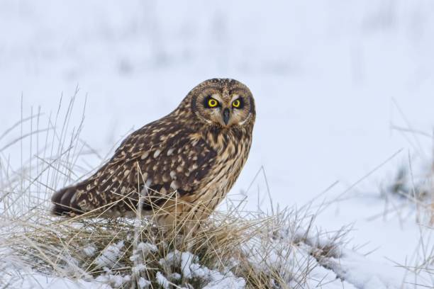 istock MAle short eared owl in a snowy field. 1359405525