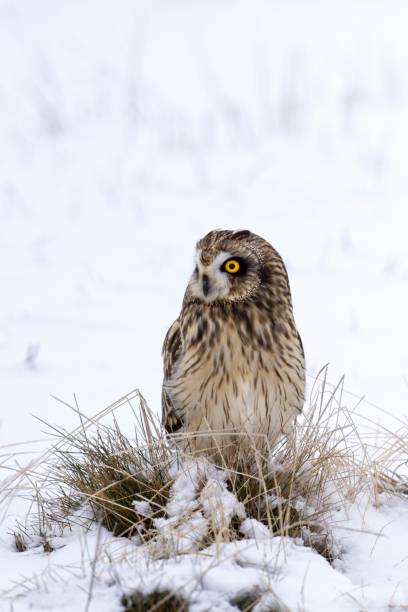 istock Cute female short eared owl. 1359405551