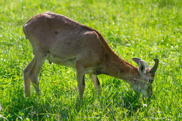 Wild mouflon sheep, one young male grazing on pasture in daylight during summer season, green meadow, wild animals Wild mouflon sheep, one yound male grazing on pasture in daylight during summer season, green meadow tall grass, wild animals ram bighorn sheep large horned stock pictures, royalty-free photos & images