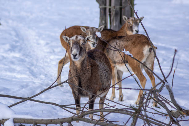 冬の間に雪の中を歩いている牧草地の野生のムフロン羊の群れ、美しい寒い天候は毛むくじゃらの哺乳類をコーティングしました - bighorn sheep ram sheep winter ストックフォトと画像