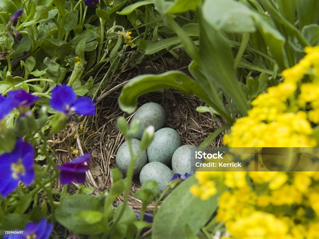 Eier von blackbird (Turdus merula - Lizenzfrei Amsel Stock-Foto