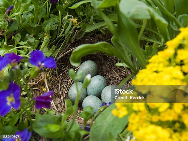 Eier Von Blackbird Turdus Merula Stockfoto und mehr Bilder von Amsel - Amsel, April, Blatt - Pflanzenbestandteile