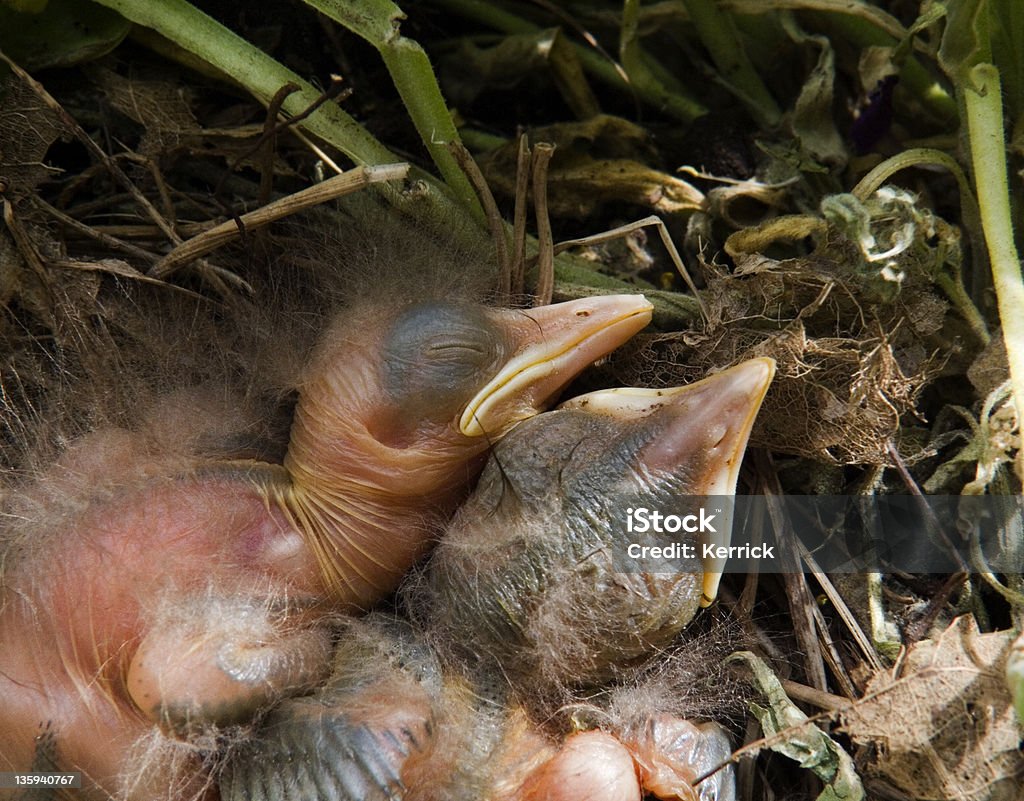 blackbird Babys – 4 Tage - Lizenzfrei Amsel Stock-Foto