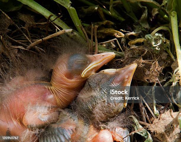 Blackbird Babys 4 Tage Stockfoto und mehr Bilder von Amsel - Amsel, Blatt - Pflanzenbestandteile, Extreme Nahaufnahme