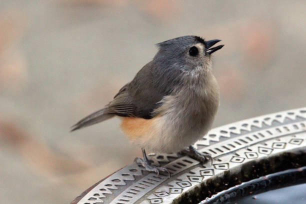 istock Tufted Titmouse Songbird on Birdbath 1359409040