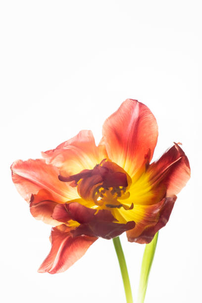 istock Red delicate tulip on a white background. Vertical photo and copy space 1359409160