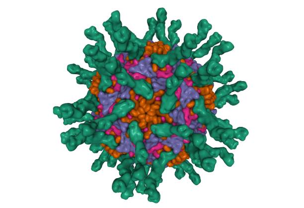 kryo-em-struktur des humanen poliovirus (serotyp 1) komplexiert mit drei domänen cd155 (grün) - serotype stock-fotos und bilder