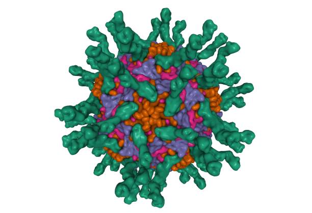 structure cryo-em du poliovirus humain (sérotype 1) complexée avec trois domaines cd155 (vert) - serotype photos et images de collection