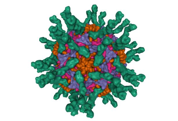 istock Cryo-EM structure of human poliovirus(serotype 1)complexed with three domain CD155 (green) 1359410872