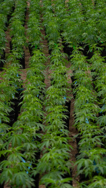 marihuana plantation in a legal farm in california stock photo