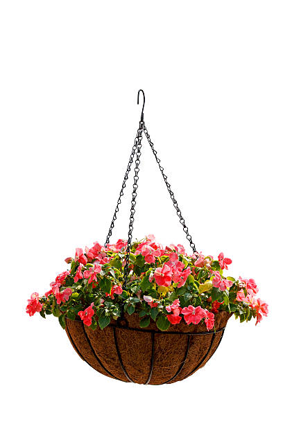 istock Hanging basket of beautiful flowers 135941175