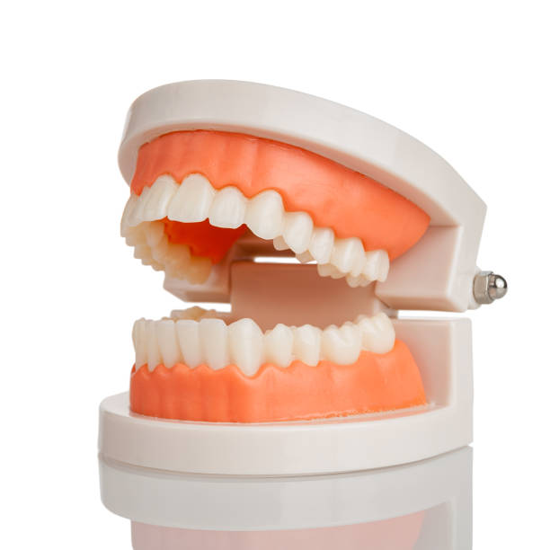istock dental model jaws with human teeth, isolated on a white background, structure of the oral cavity, teeth, gums, oral hygiene training 1359413607