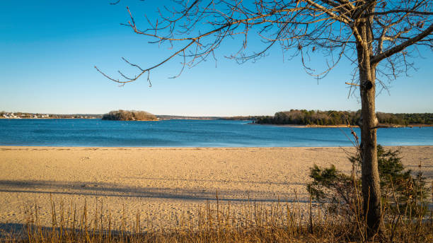 istock New England coastal landscape along the beach footpath with the bare tree trunk. 1359414026