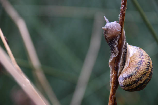 istock Close up of a snail eating 1359414051