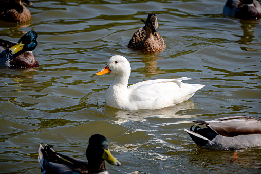 White mallard duck