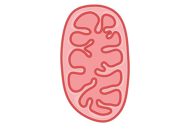 Simple illustration of a mitochondrion in cell Simple illustration of a mitochondrion in cell serbia and montenegro stock illustrations