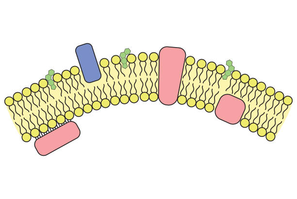 ilustrações de stock, clip art, desenhos animados e ícones de simple illustration of cell membrane and incorporated structures - membrana celular