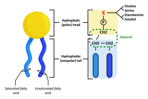 illustrations, cliparts, dessins animés et icônes de structure des phospholipides incorporés dans les membranes cellulaires. - cargill, incorporated