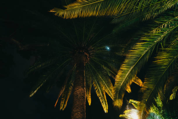 istock Branches of date palm tree under night sky. Amazing natural background. Looking up, summer vacation concept. Scene on tropical island beach. 1359416886