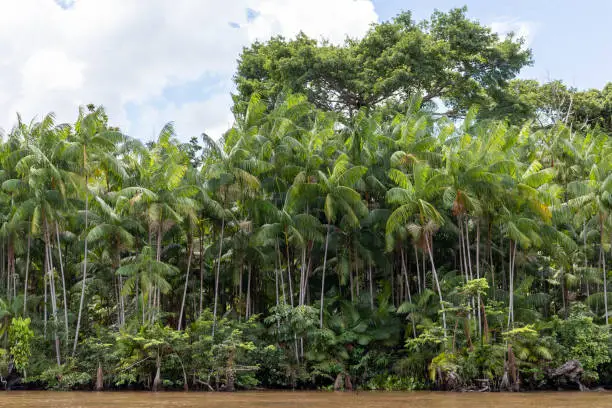 Area of extensive natural incidence of açai palm (Euterpe oleracea) on the banks of a river near the Marajo island, Para state, Brazil. A common palm in the Amazon region that produces a purple fruit.