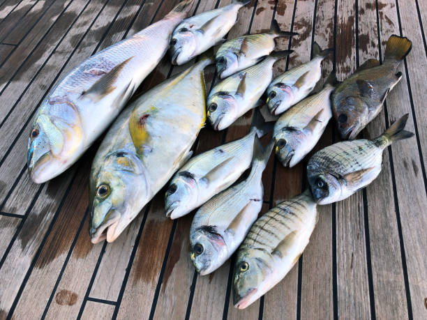Harpoon fishing
