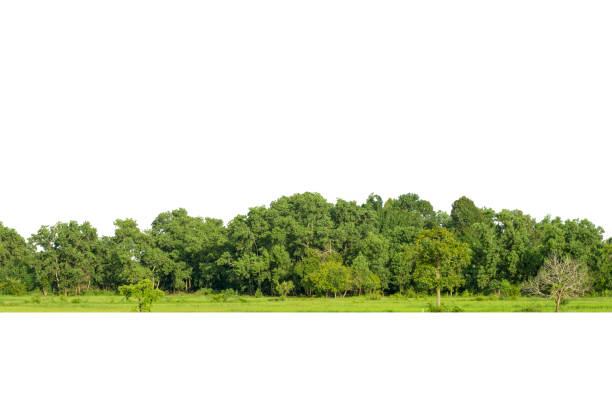 View of a High definition, View of a High definition, Treeline  isolated on white background, Forest and foliage in summer, Row of trees and shrubs. treelined stock pictures, royalty-free photos & images