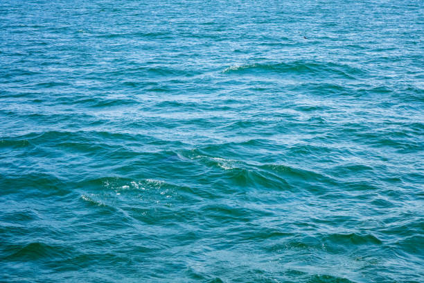 istock Clear blue water in Monterey Bay, CA 1359418527