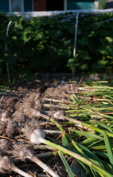 istock Garlic drying outdoors 1359419577