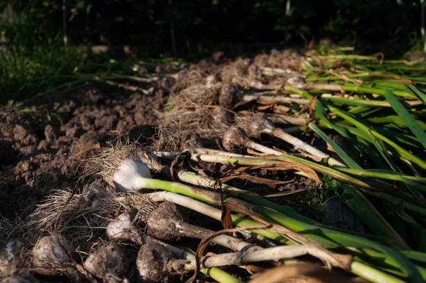 istock Garlic drying outdoors 1359419599