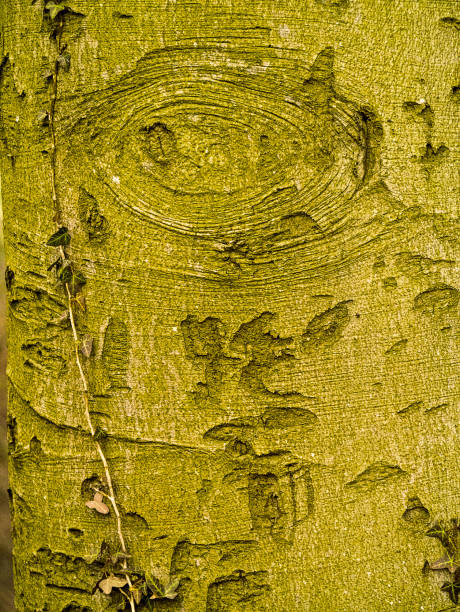 Detailed view of a tree trunk exhibiting a natural eye-shaped pattern formed by its bark. This phenomenon showcases the intricate and fascinating designs found in nature's creations, highlighting organic patterns and textures.