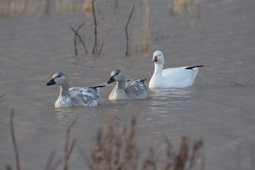 Snow geese and juvenile snow goose up close at the Bosque del Apache National Wildlife Refuge near Socorro, New Mexico in southwestern USA. Larger cities nearby are Albuquerque, Santa Fe and El Paso.